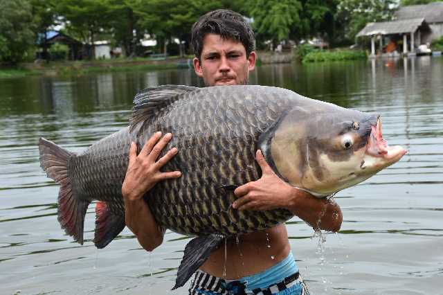 Majestic Carp Fish Fishing Enthusiast for Lakes Fisherman T-Shirt