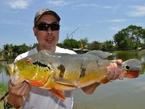 Thai Fish Species - Peacock Bass