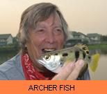 Photo Gallery - Archer Fish
