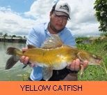 Photo Gallery - Yellow Catfish