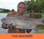 Thai Fish Species - Thai Mahseer