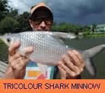 Thai Fish Species - Tricolour Shark Minnow