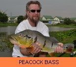 Photo Gallery - Peacock Bass