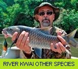 River Kwai Noi Gallery - Other Species
