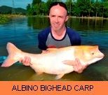 Photo Gallery - Albino Bighead Carp