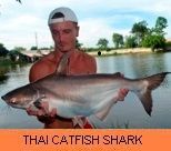 Thai Fish Species - Thai Catfish Shark