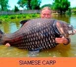 Thai Fish Species - Siamese Carp