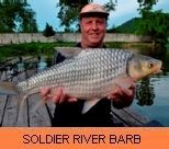 Photo Gallery - Soldier River Barb