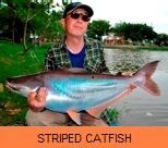 Photo Gallery - Striped Catfish