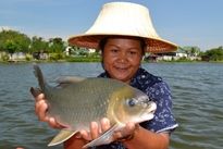 Thai Fish Species - Bangana Behri