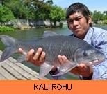 Thail Fish Species - Kali Rohu