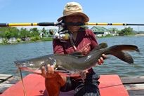 Thai Fish Species - Salween Catfish