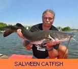 Thail Fish Species - Salween Catfish