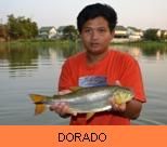 Thai Fish Species - Golden Dorado