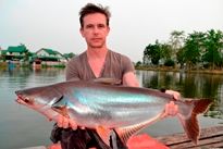 Thai Fish Species - Catfish Shark
