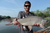 Thai Fish Species - Small Scale Mud Carp