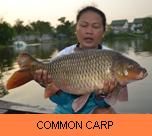 Photo Gallery - Common Carp