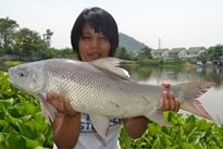 Thai Fish Species - Small Scale Mud Carp