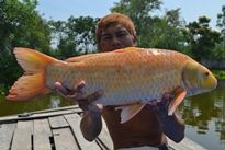 Thai Fish Species - Koi Carp