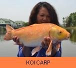 Photo Gallery - Koi Carp