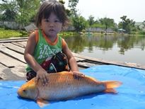 Thai Fish Species - Koi Carp