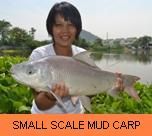 Thail Fish Species - Small Scale Mud Carp