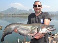 Thai Fish Species - Wallago Attu