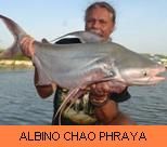 Thia Fish Species - Albino Chao Phraya