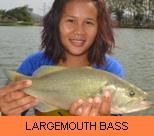 Photo Gallery - Largemouth Bass