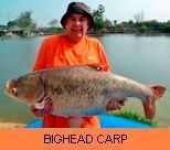 Photo Gallery - Bighead Carp