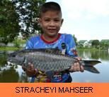 Thai Fish Species - Stracheyi Mahseer