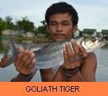 Thai Fish Species - Goliath Tigerfish