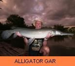 Photo Gallery - Alligator Gar