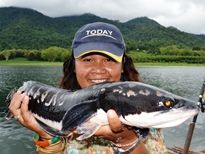 Thai Fish Species - Giant Snakehead