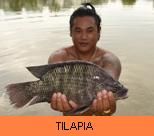 Photo Gallery - Tilapia