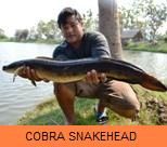 Photo Gallery - Cobra Snakehead
