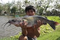 Thai Fish Species - Blue Channel Catfish