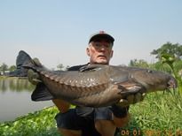 Thai Fish Species - Ripsaw Catfish