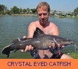 Thai Fish Species - Crystal Eyed Catfish