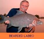 Thai Fish Species - Bearded Labeo