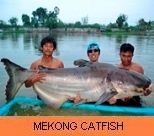 Photo Gallery - Mekong Catfish