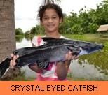 Photo Gallery - Crystal Eyed Catfish