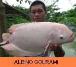Thai Fish Species - Albino Gourami