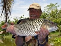 Thai Fish Species - Jungle Perch