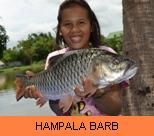 Thai Fish Species - Hampala Barb