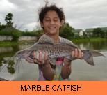 Photo Gallery - Marble Catfish