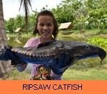 Photo Gallery - Ripsaw Catfish
