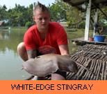 Thai Fish Species - White-Edge Stingray