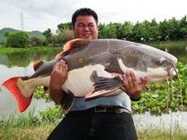 51kg Redtail Catfish