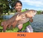 Thai Fish Species - Rohu